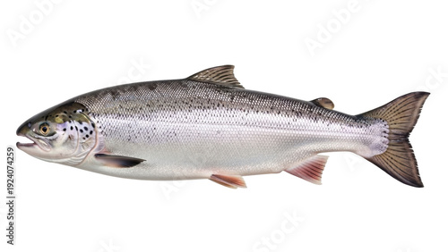 Isolated salmon fish profile, a freshwater species found in both the Atlantic and Pacific oceans