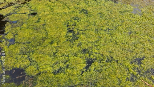 Algae bloom on water surface background. Green algae texture covering the surface of a pond. Top view of green algae bloom spreading across the surface of a pond or lake.
