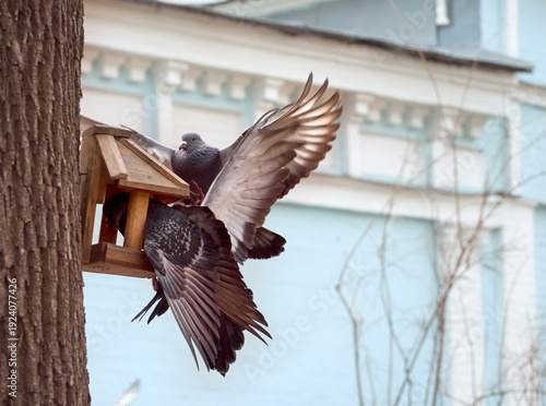 Street pigeons (Columba livia) near a homemade wooden bird feeder attached to a tree trunk in a city park.