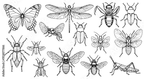 Insects hand drawn set with various species and detailed illustrations featuring bug, entomology, wildlife with biology and nature elements for animals, line art projects, clean composition on simple