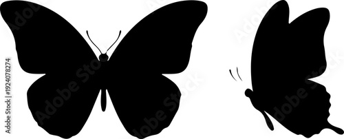 Two black butterflies with intricate patterns resting on a white background