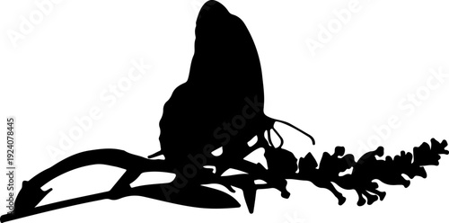 Silhouette of a monkey sitting on a branch with leaves and flowers