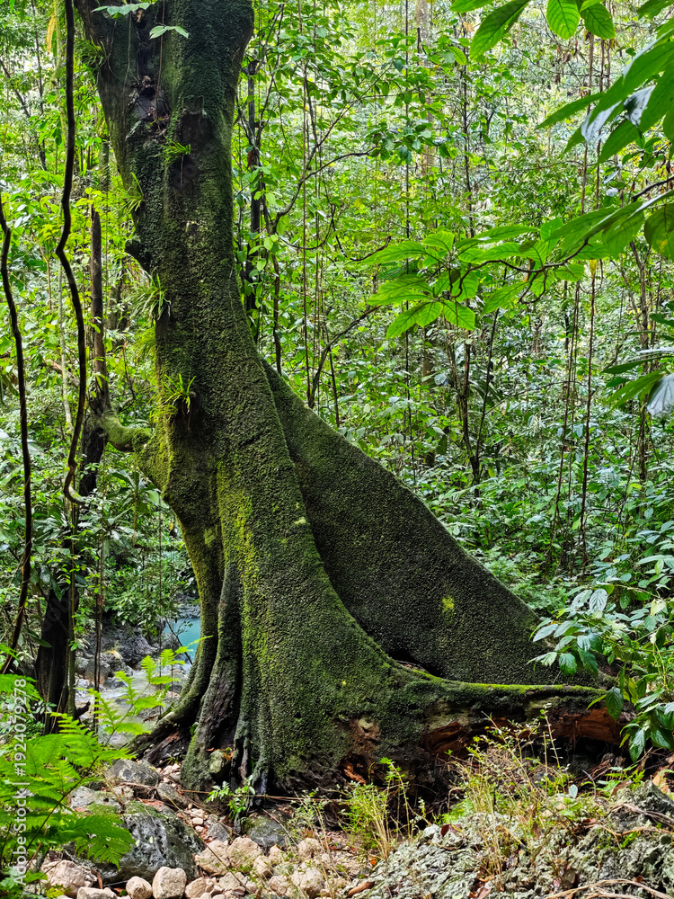 Fototapeta premium The forest on the way to Nonsuch waterfalls in Jamaica