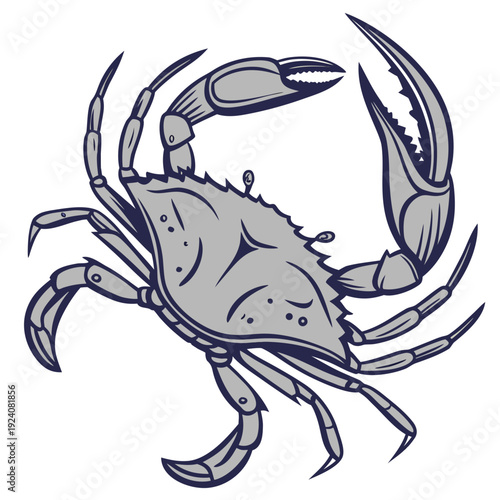 A gray crab with a large shell and claws