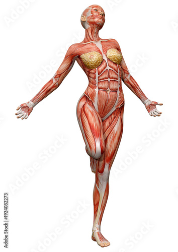 3D Rendering Female Anatomy Figure on White