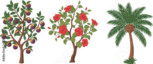 fruit flowering palm trees vector illustration, botanical diversity artwork, tropical deciduous plant design concept, nature foliage artwork set, educational decorative illustration collection