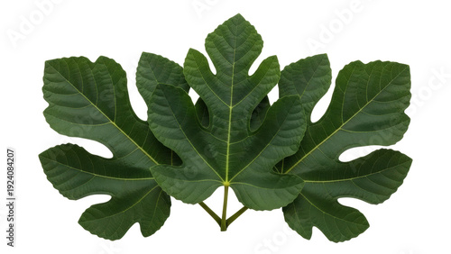 Isolated Fig Leaves, green foliage, natural botanicals, lush botanical growth, fig tree leaves