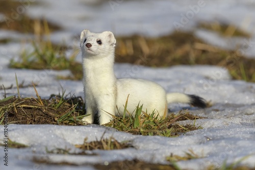 Stoat (Mustela erminea), in a meadow with residual snow, biosphere area, Swabian Alb, Baden-Württemberg, Germany