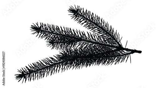 A black and white image of a pine tree branch isolated on white background, Vector