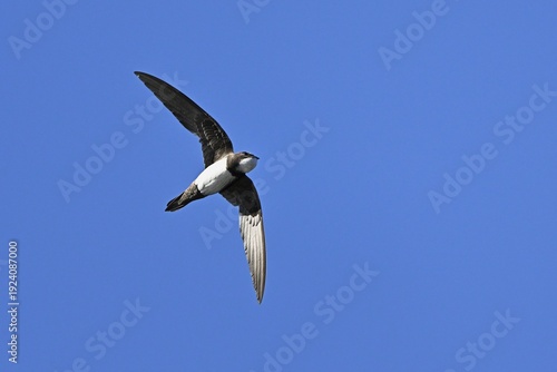 Alpine swift (Apus melba), adult, in flight, Switzerland