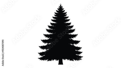 A black silhouette of a pine tree on a white background isolated on white background, Vector