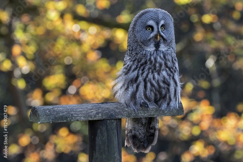 Great Grey Owl (Strix nebulosa nebulosa), captive, Sababurg Zoo, Hesse, Germany