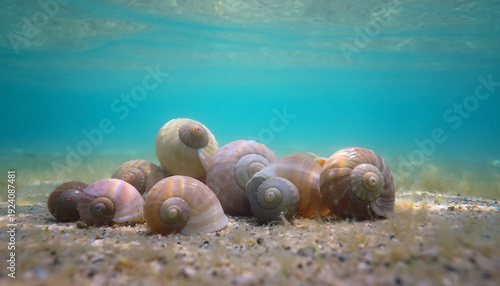 shell on the beach
