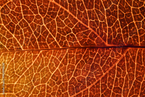Macro backlit leaf texture with glowing veins. Detailed orange and red botanical pattern illuminated from behind.