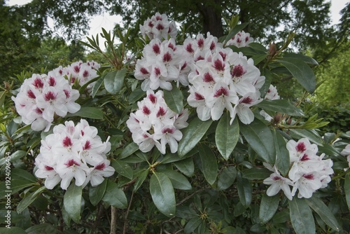 Rhododendron flowers (Rhododendron Berndt Adolf Crome), Rhododendron Park Bremen, Germany