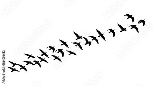 A flock of birds flying in a diagonal line isolated on white background, Vector