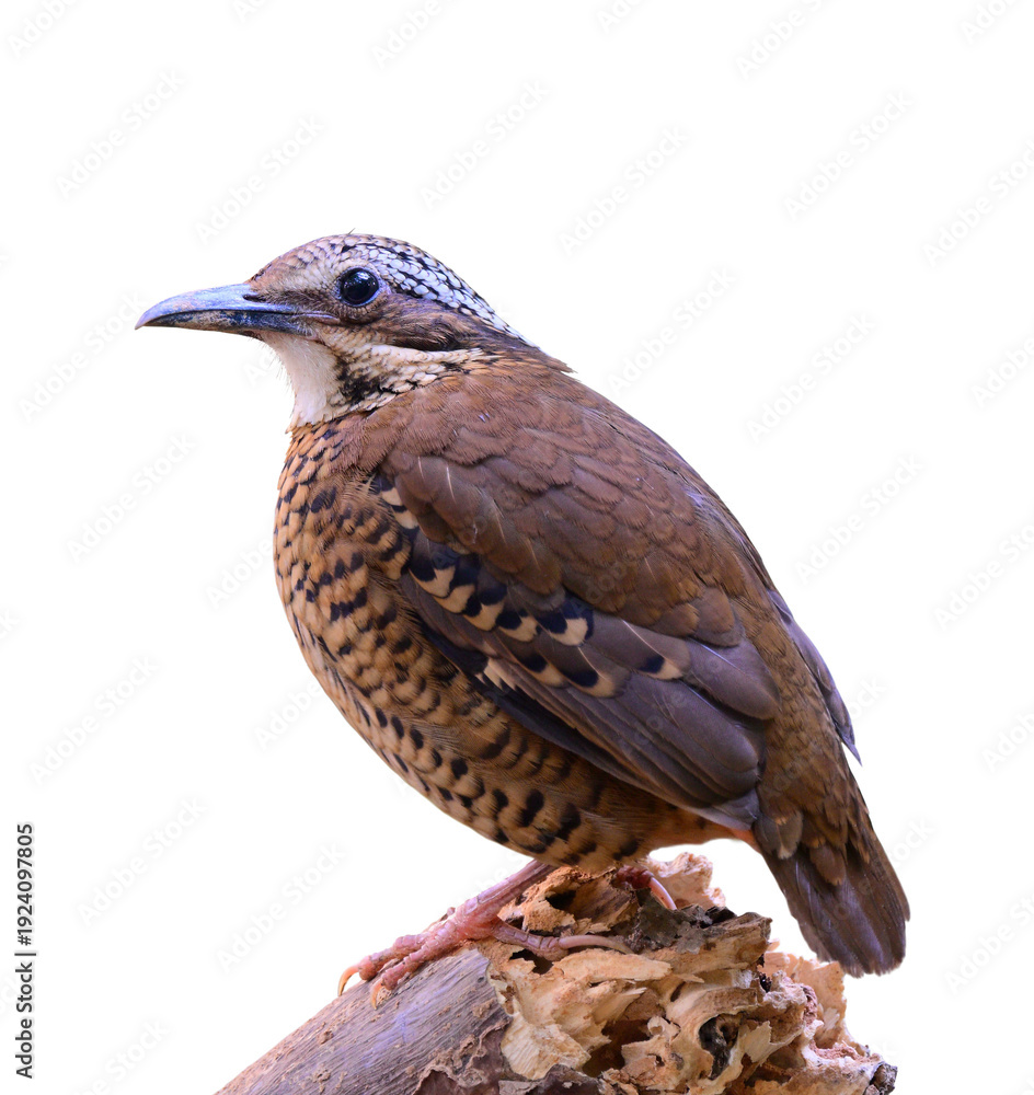 Fototapeta premium brown bird perching on broken timber expose over far green background, female eared pitta, Hydrornis phayrei