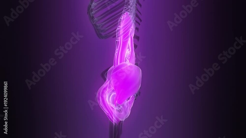 Human Muscular System Pelvis Muscles Anatomy Animation Concept
