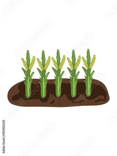 fresh corn plants in vegetable garden artwork design
