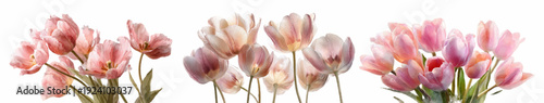 Elegant pink and nude tulips in varying bloom stages on a white background, conveying spring freshness, delicate floral beauty, new beginnings and soft, airy charm with copy space