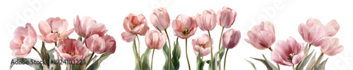 Pink watercolor tulips blooming on white background, illustrating spring, growth, and natural beauty with delicate floral artistry and pastel colors
