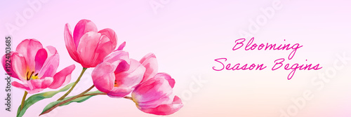 Pink tulips in watercolor style announcing the blooming season begins, creating a delicate spring floral greeting banner with soft pastel colors and copy space