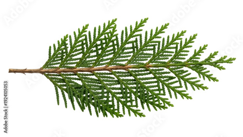 Canvastavla Isolated branch of arborvitae, evergreen foliage plant, cypress family member, l