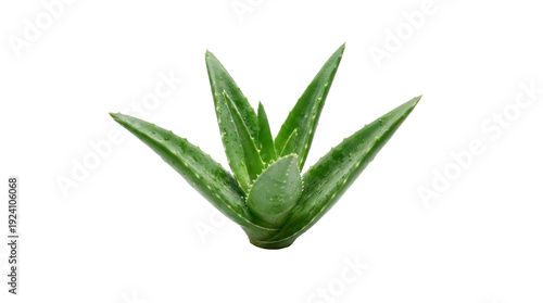 Natural fresh green aloe vera plant isolated object on transparent background for health benefits