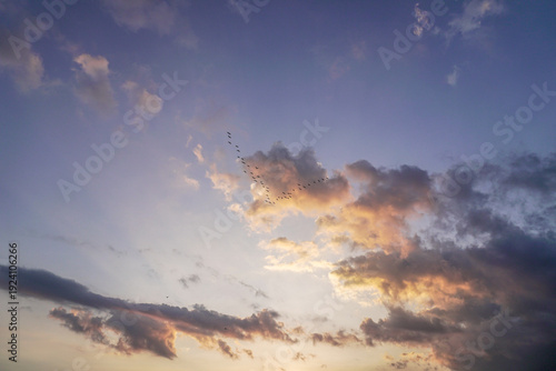 Konstfotografi Flock of birds flying in a V-formation during a colorful sunset