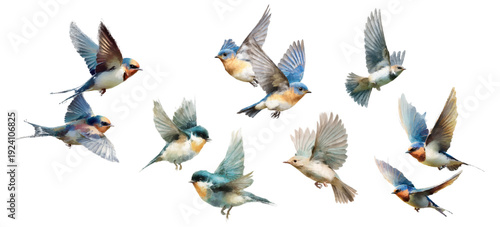 Group of various colorful flying birds, including swallows and bluebirds, soaring with wings spread, creating a vibrant display of freedom and migration against a white background