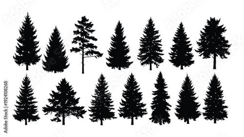 A group of pine trees in black silhouette on a white background isolated on white background, Vector