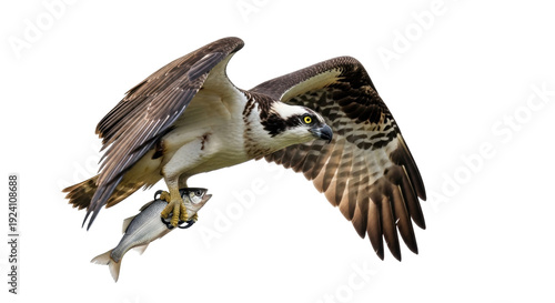Schilderij op canvas Isolated Osprey with fish in talons soaring in the sky, bird of prey, hunting in