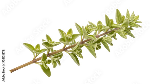 Isolated fresh sprig of oregano, an aromatic herb used for seasoning food dishes, cooking