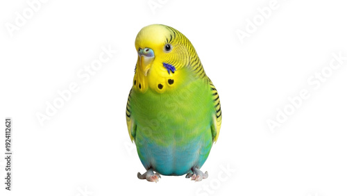Bild auf Leinwand Isolated budgerigar parakeet pet bird with vibrant plumage on its head and body