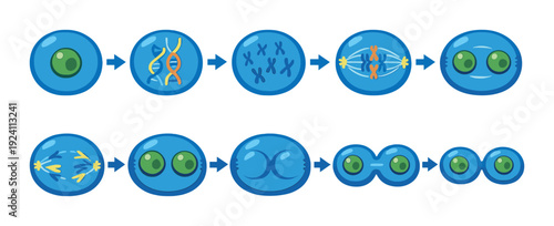 Cell undergoing mitosis stages illustrated in sequential diagram