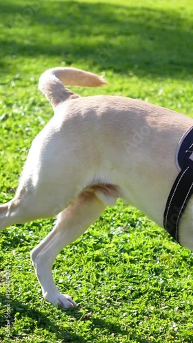 A dog is running in a park with a leash and a stick in its mouth. The dog appears to be enjoying itself and is in a playful mood