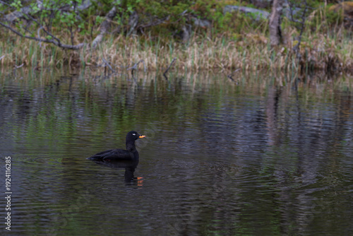 Velvet Scoter (Melanitta fusca)