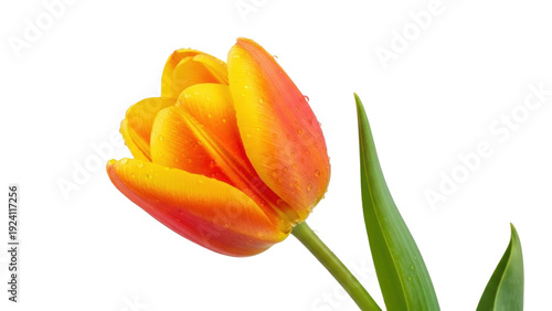 Tableau sur toile Isolated blossoming Tulip flower head, spring bloom with water drops, nature bea