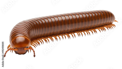 Isolated Millipede on a Clean Backdrop, Brown Insect with Many Legs, Arthropod, Close-Up