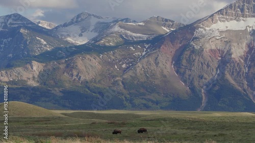 Wallpaper Mural Bisons grazing in a field with snow capped mountains in Waterton Lakes National Park in Alberta, Canada Torontodigital.ca