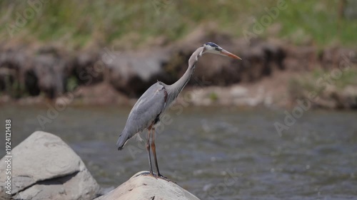 Wallpaper Mural Great blue heron standing silently on a rock, observing the river environment Torontodigital.ca