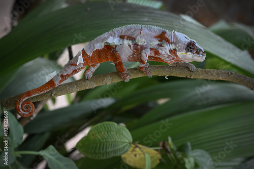 Panther Chameleon (Furcifer pardalis) Shedding Skin on Branch