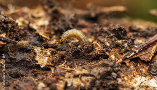 Photos Macro photo of larvae soldier fly, stratiomyidea in tree trunk