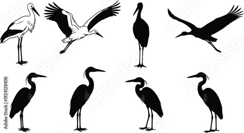 Black and white vector silhouette set of diverse storks and herons in various poses including flying standing and resting for marsh wildlife and nature branding