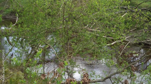 Wallpaper Mural View pans along a calm forest river flanked by dense spring shrubs and fallen logs crossing the water. Lush green vegetation and driftwood create a wild, untouched riverside atmosphere.  Torontodigital.ca