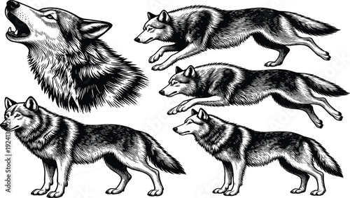 Detailed wolf illustration set with howling head and standing poses, vintage engraved animal vector collection, wildlife nature art, cad drawing flat vector illustration