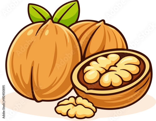 Vector illustration of whole and cracked walnut with kernel isolated on white background. Healthy organic nut in flat cartoon style