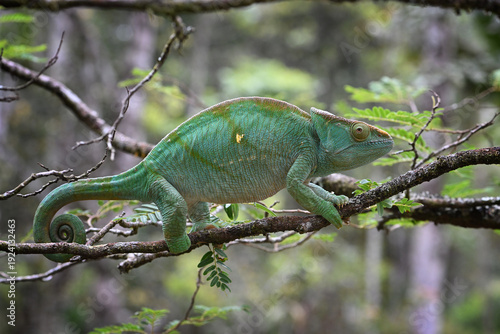 Parson’s Chameleon (Calumma parsonii) – Large Green Individual in Natural Rainforest Habitat