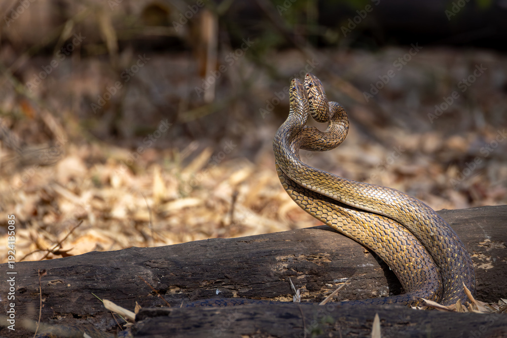 Fototapeta premium Two Snakes on Forest Floor Wildlife Close-Up