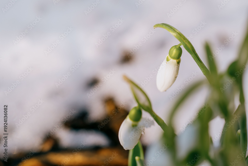 Obraz premium Close up of snowdrop flowers emerging from snow